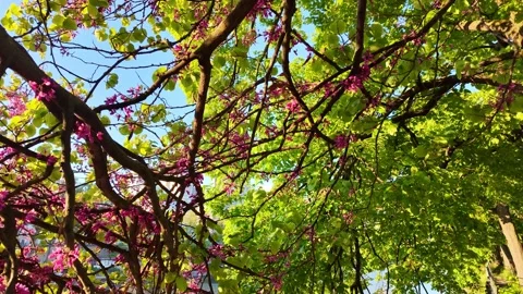 Blooming pink flowers on tree branches with blue sky in background, springtime Stock Footage 336900260