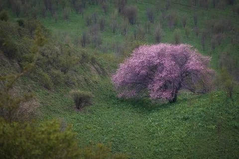 A blooming pink fruit tree stands on a green mountain slope. Nature landscape Foto stock