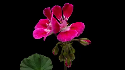 Blooming pink geranium flower close-up Stock Footage 253900190