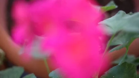 Blooming pink geranium flower in the nature - seasonal spring flowers Video stock 109042859