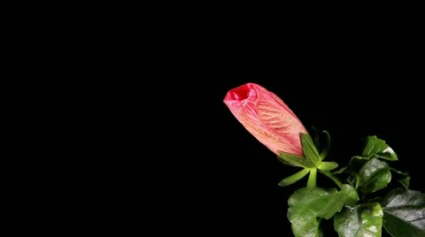 Blooming pink Hibiscus Stock Footage 11138035