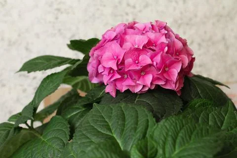 Blooming pink hydrangea with green leaves at hme Stock Photos
