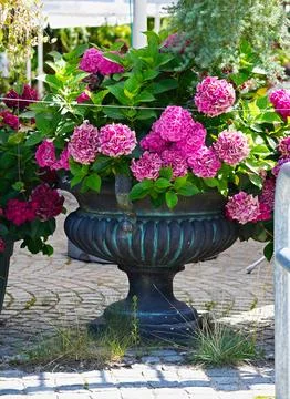 Blooming pink hydrangea macrophylla in beautiful vintage vase close-up. Stock Photos