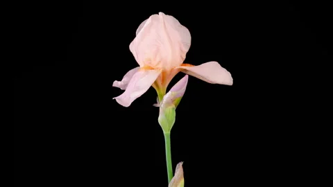 Blooming Pink Iris Flower Stock Footage 242427820