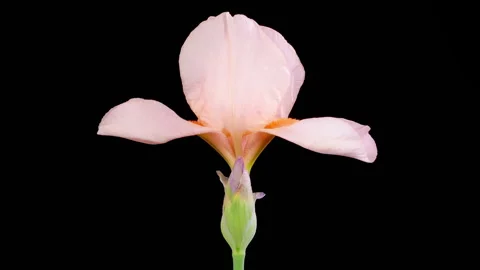 Blooming Pink Iris Flower Stock Footage 243109798