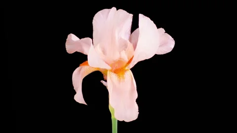 Blooming Pink Iris Flower Stock-Footage 247498702