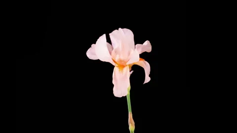 Blooming Pink Iris Flower Stock-Footage 248755743