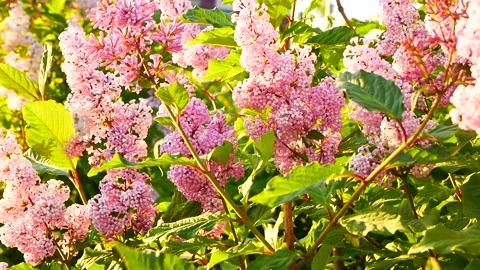 Blooming pink lilacs Stock Footage 155553302