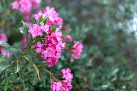 Blooming pink oleander flowers or nerium in summer. Selective focus. Copy spa Foto stock