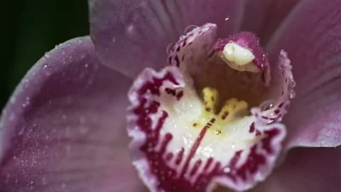 Blooming pink orchid under falling raindrops, macro close-up. Starts to rain Stock Footage 194723858
