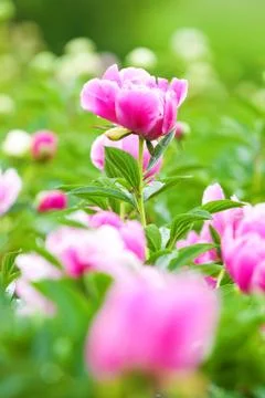 Blooming pink peonies Foto stock
