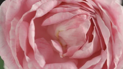 Blooming pink peony background. Beautiful peony flower opening timelapse Stock Footage