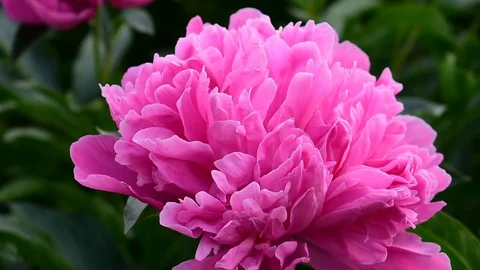 Blooming pink peony Video stock 112918271