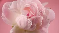 Blooming Pink Peony On Pink Background. Beautiful Peony Flower Opening Stock Footage