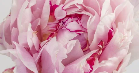 Blooming pink peony on a white background, time lapse, closeup. Stock Footage 133969740