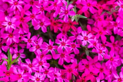 Blooming pink-red phlox as a background Stock Photos