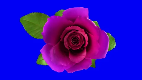 Blooming pink rose flower with separating Alpha Channel mask in 4K Stock-Footage 146021134