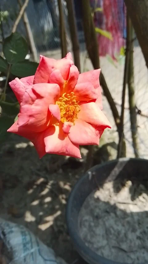 Blooming pink rose flower sways gently in sunny outdoor garden scene. 스톡 동영상 346617634