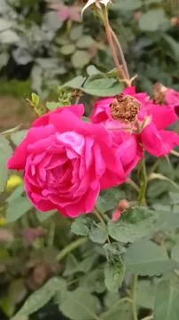 Blooming Pink Rose in Garden Close-Up Stock Photos