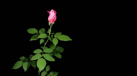 Blooming pink roses on the black background, timelapse Stock Footage 12314448
