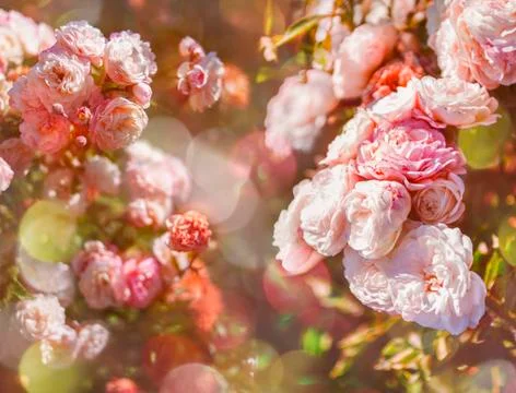 Blooming pink roses with tinted bokeh effect. Valentine's Day. Women's day. A Stock Photos