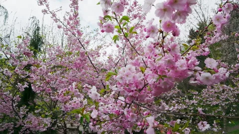 Blooming Pink Sakura Cherry Blossom Tree In Spring Garden Stock Footage 343550849
