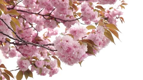 Blooming pink sakura Stock Footage 107283665