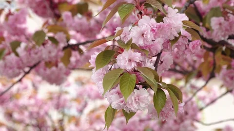 Blooming pink sakura 動画素材 111723314