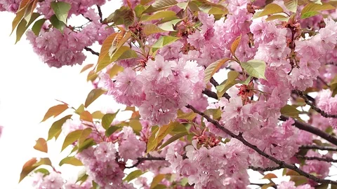 Blooming pink sakura Vídeos de archivo 115509086