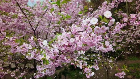 Blooming Pink Sakura Tree In Spring Park Landscape Stock Footage 341410902