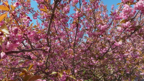 Blooming Pink Sakura Trees In A Spring Garden Under Blue Sky Stock-Footage 343550694