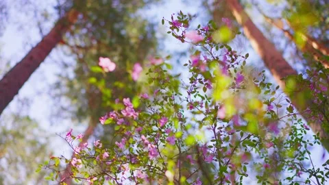 Blooming pink shrubs stand before tall pine trunks Stock-Footage 331997197