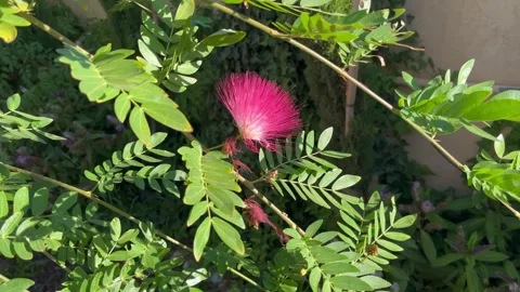 Blooming Pink Silk Tree Flower with Lush Green Leaves in Sunlight Stock Footage 345304833