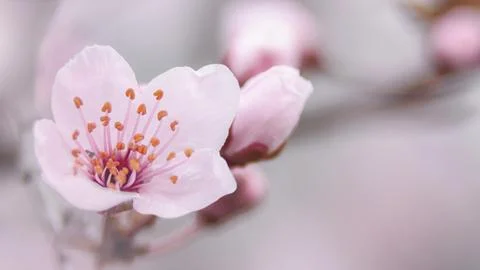 Blooming pink spring cherry blossoms Stock Photos
