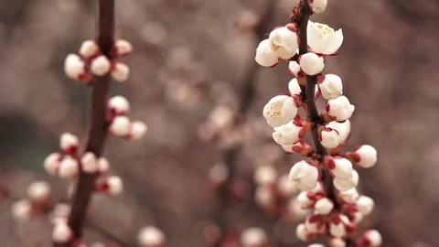 Blooming pink tree Stock Footage 77261284