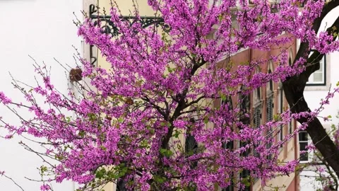 Blooming Pink Tree in Front of Historic European Architecture in Spring Stock Footage 310620042