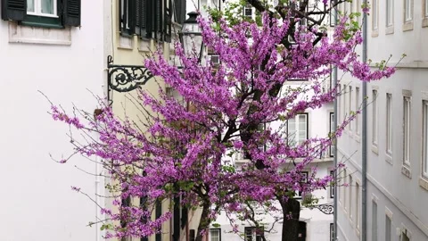Blooming Pink Tree in Front of Historic European Architecture in Spring Stock Footage 310620059