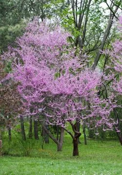 Blooming pink tree Foto stock