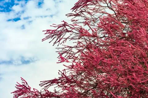 Blooming pink tree Stock Photos