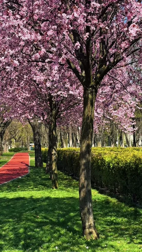 Blooming pink trees in park during spring on a sunny day Stock Footage 334075632