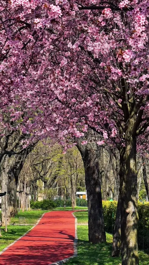 Blooming pink trees in the wind park during spring on a sunny day Stock Footage 334075616