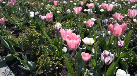Blooming pink tulip 库存影片 47667472