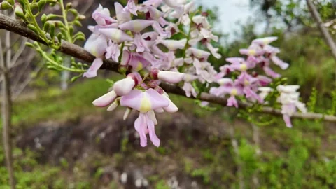 Blooming Pink Wisteria in Spring Stock Footage 284147819