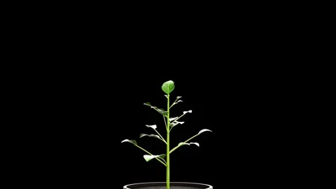 Blooming plant on a black background. 3d render Stock Footage 261137542