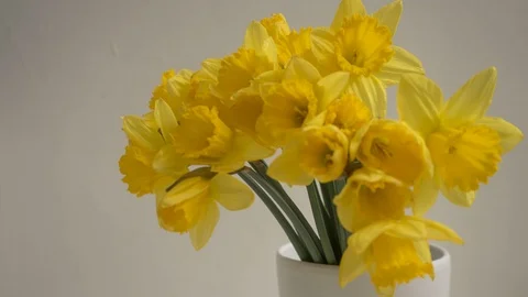 Blooming plant. Vidéo 90547027