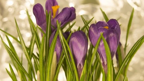 Blooming plant Stock Footage 90547127