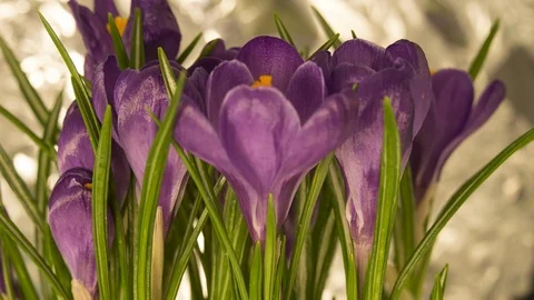 Blooming plant Video stock 90551633