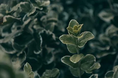 The Blooming of the Plant Foto stock