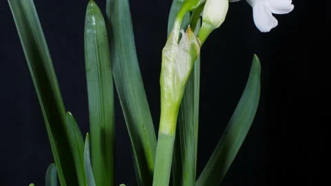 Blooming plant in spring time. Stock Footage 172506403