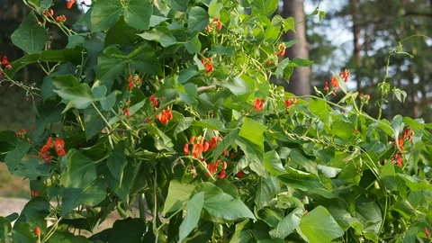 Blooming plants of kidney bean with Red flowers in garden in HD VIDEO. Stock Footage 137126060